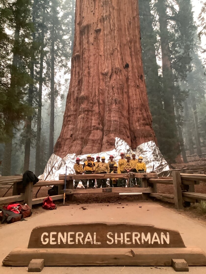 Detail Pohon General Sherman Nomer 44