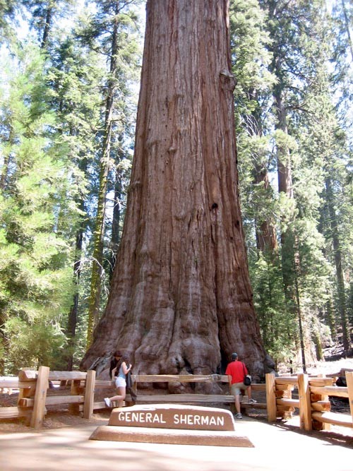 Detail Pohon General Sherman Nomer 45