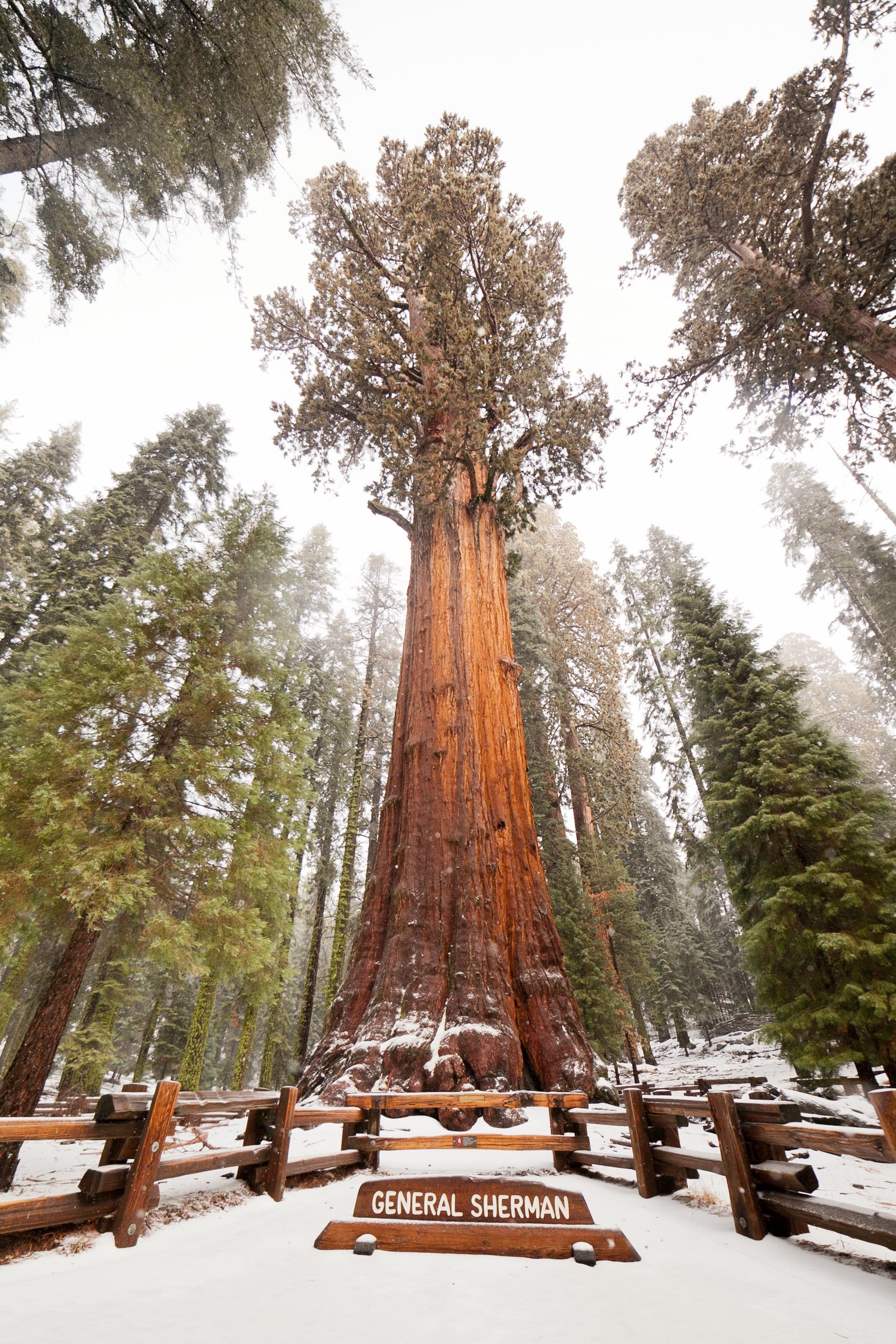 Detail Pohon General Sherman Nomer 6