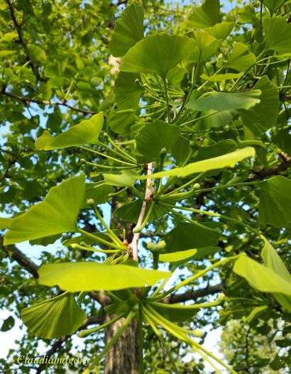 Detail Pohon Ginkgo Biloba Nomer 2