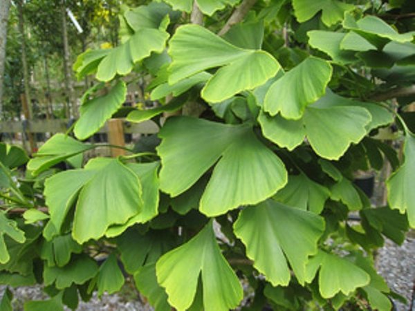 Detail Pohon Ginkgo Biloba Nomer 15