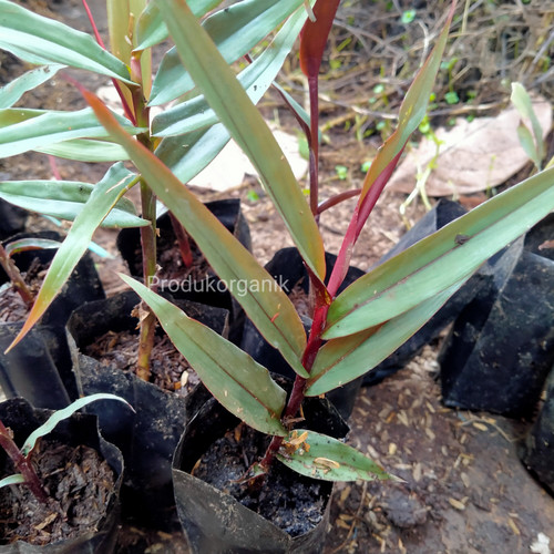 Detail Pohon Jahe Hitam Nomer 11