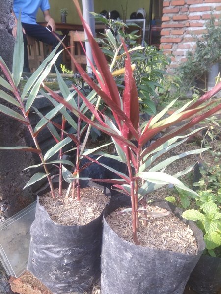 Detail Pohon Jahe Hitam Nomer 12