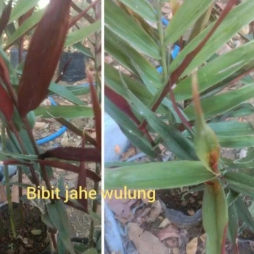 Detail Pohon Jahe Hitam Nomer 16