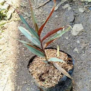 Detail Pohon Jahe Hitam Nomer 19