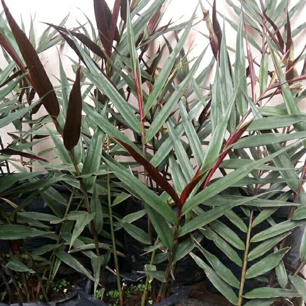 Detail Pohon Jahe Hitam Nomer 3