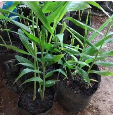 Detail Pohon Jahe Hitam Nomer 22