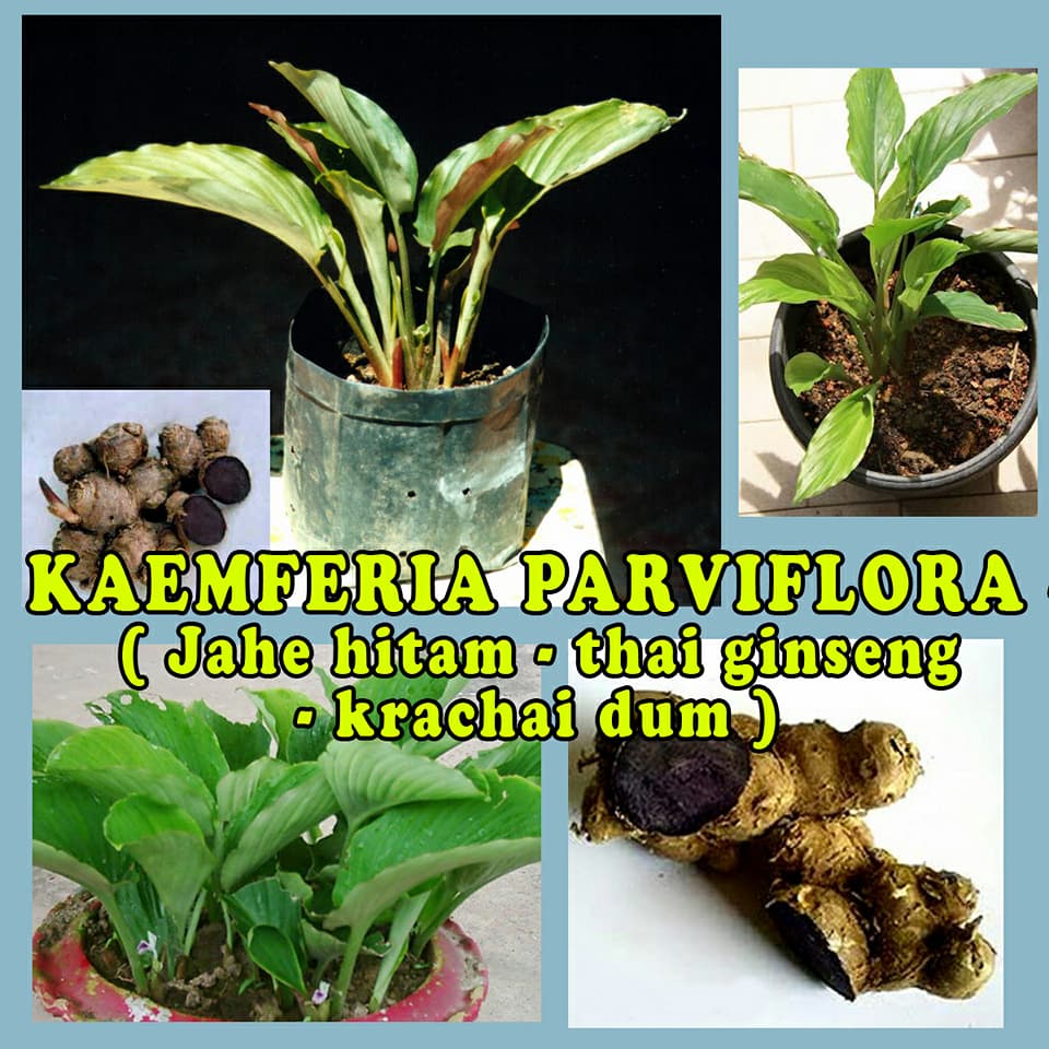 Detail Pohon Jahe Hitam Nomer 23
