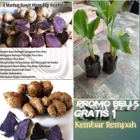 Detail Pohon Jahe Hitam Nomer 25