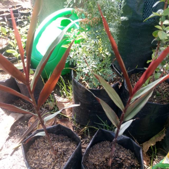 Detail Pohon Jahe Hitam Nomer 4