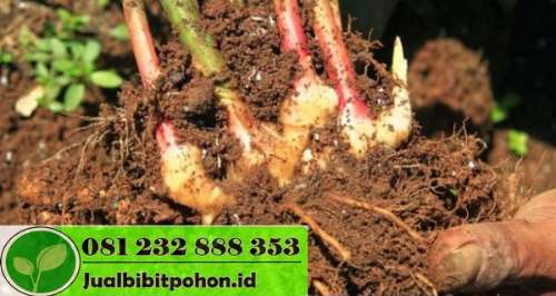 Detail Pohon Jahe Hitam Nomer 30