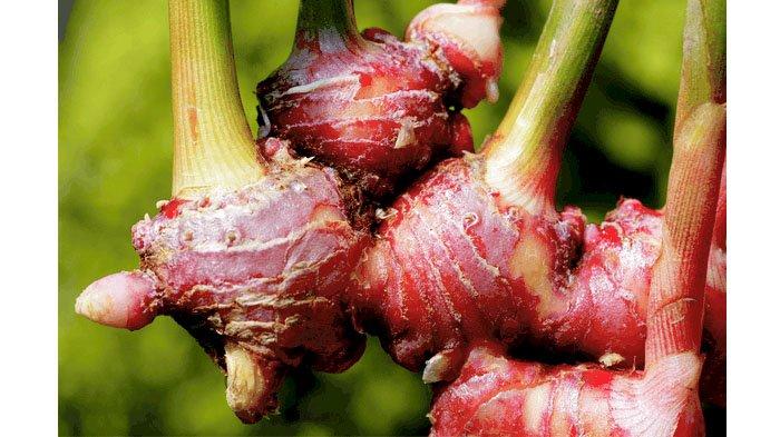 Detail Pohon Jahe Hitam Nomer 32