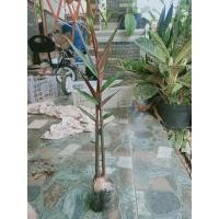 Detail Pohon Jahe Hitam Nomer 33