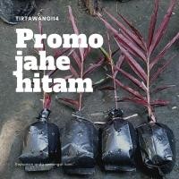 Detail Pohon Jahe Hitam Nomer 44