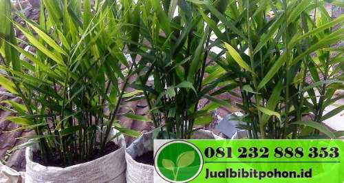 Detail Pohon Jahe Hitam Nomer 46