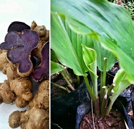 Detail Pohon Jahe Hitam Nomer 8