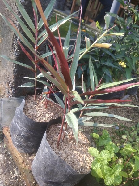 Detail Pohon Jahe Hitam Nomer 9