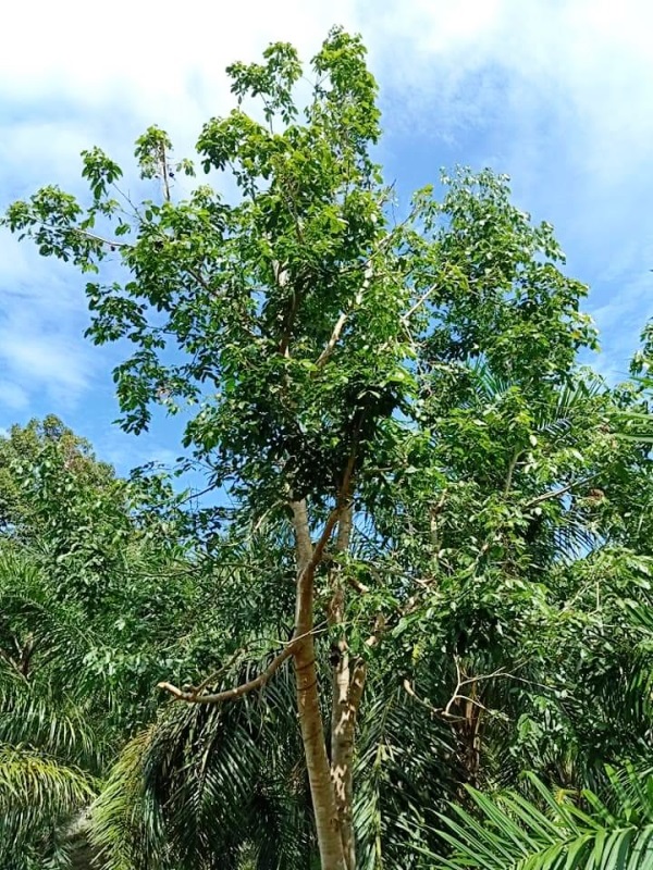 Detail Pohon Jengkol Gambar Nomer 13