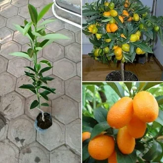 Detail Pohon Jeruk Manis Nomer 25