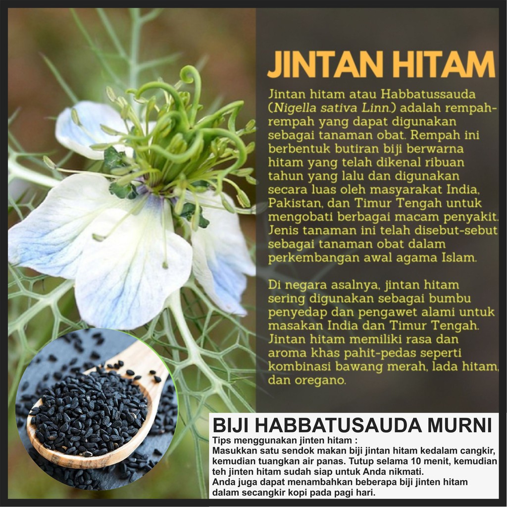 Detail Pohon Jinten Hitam Nomer 17