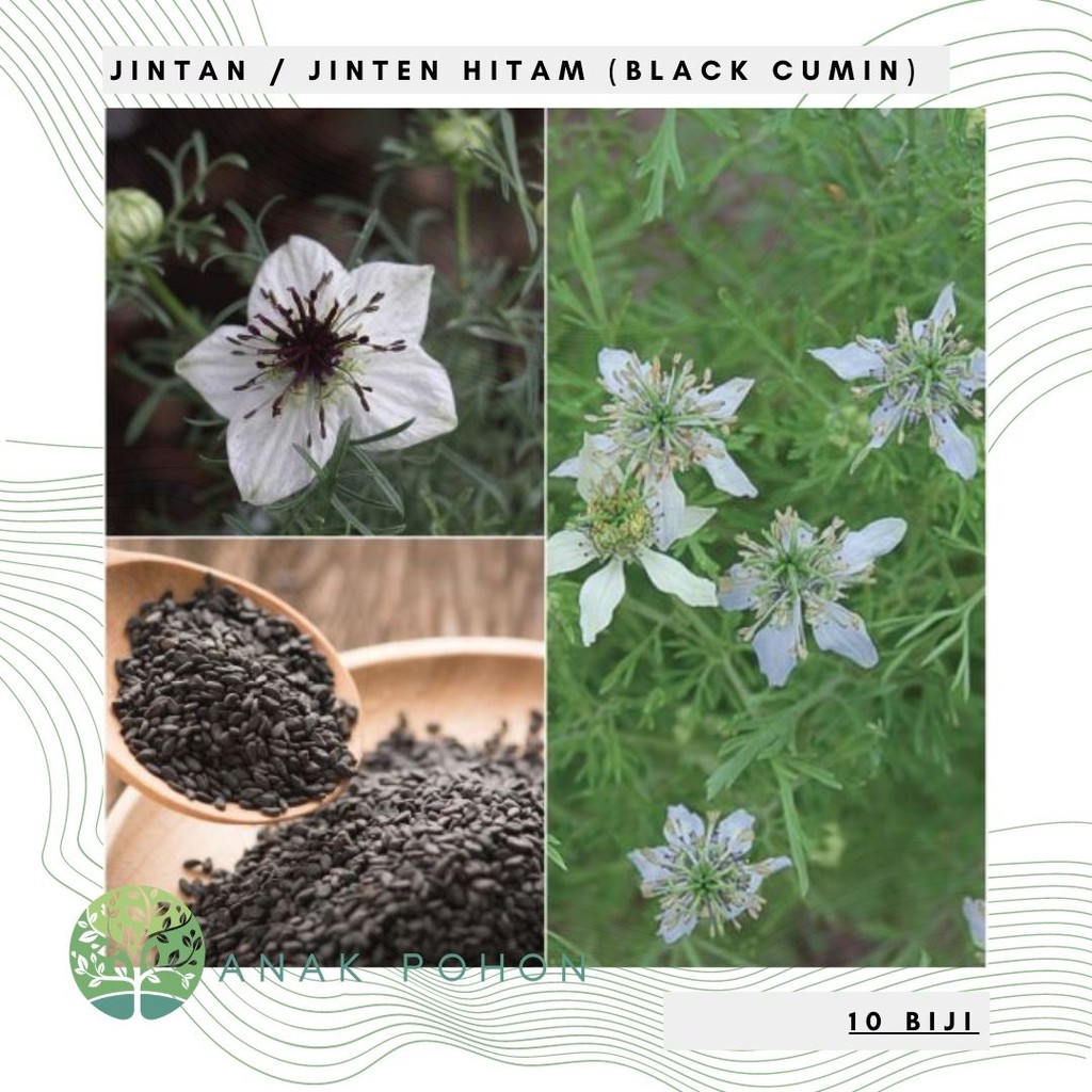 Detail Pohon Jinten Hitam Nomer 33