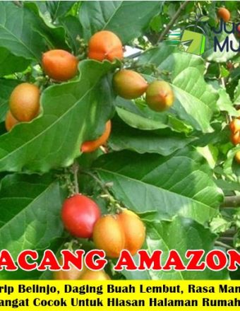 Detail Pohon Kacang Amazon Nomer 19