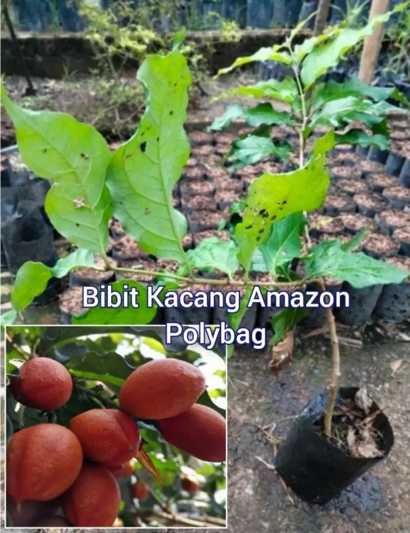 Detail Pohon Kacang Amazon Nomer 35