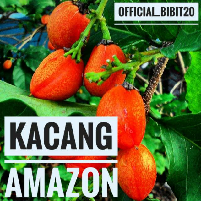 Detail Pohon Kacang Amazon Nomer 52