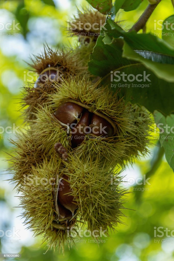 Detail Pohon Kacang Chestnut Nomer 28