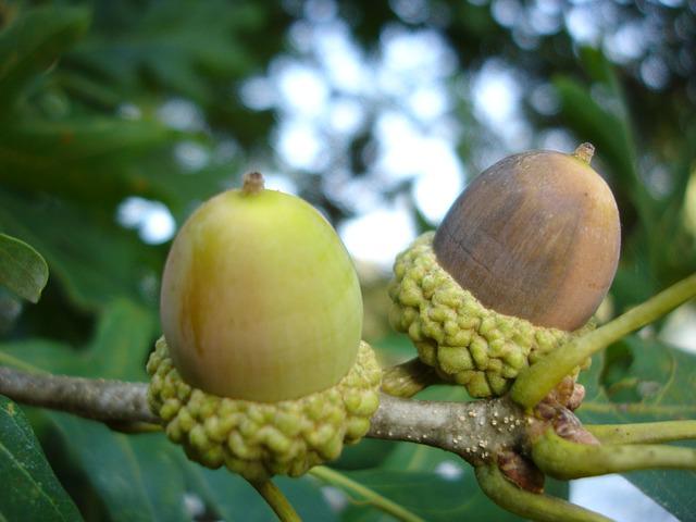 Detail Pohon Kacang Hazelnut Nomer 8