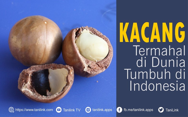 Detail Pohon Kacang Hazelnut Di Indonesia Nomer 2