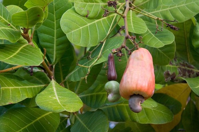 Download Pohon Kacang Hazelnut Di Indonesia Nomer 14