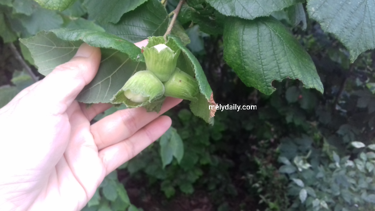 Detail Pohon Kacang Hazelnut Di Indonesia Nomer 16