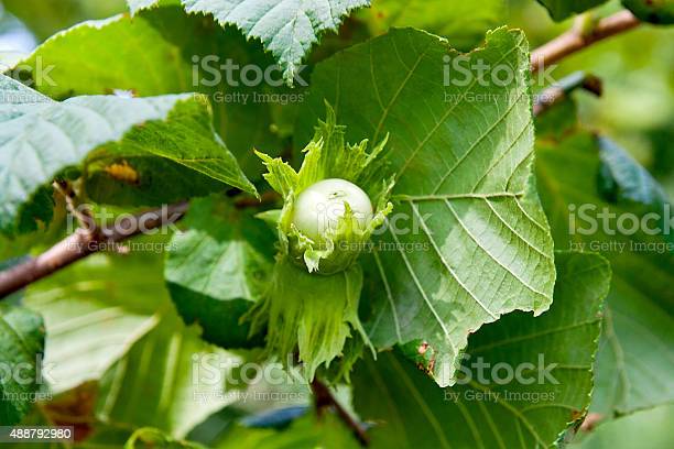 Detail Pohon Kacang Hazelnut Di Indonesia Nomer 19