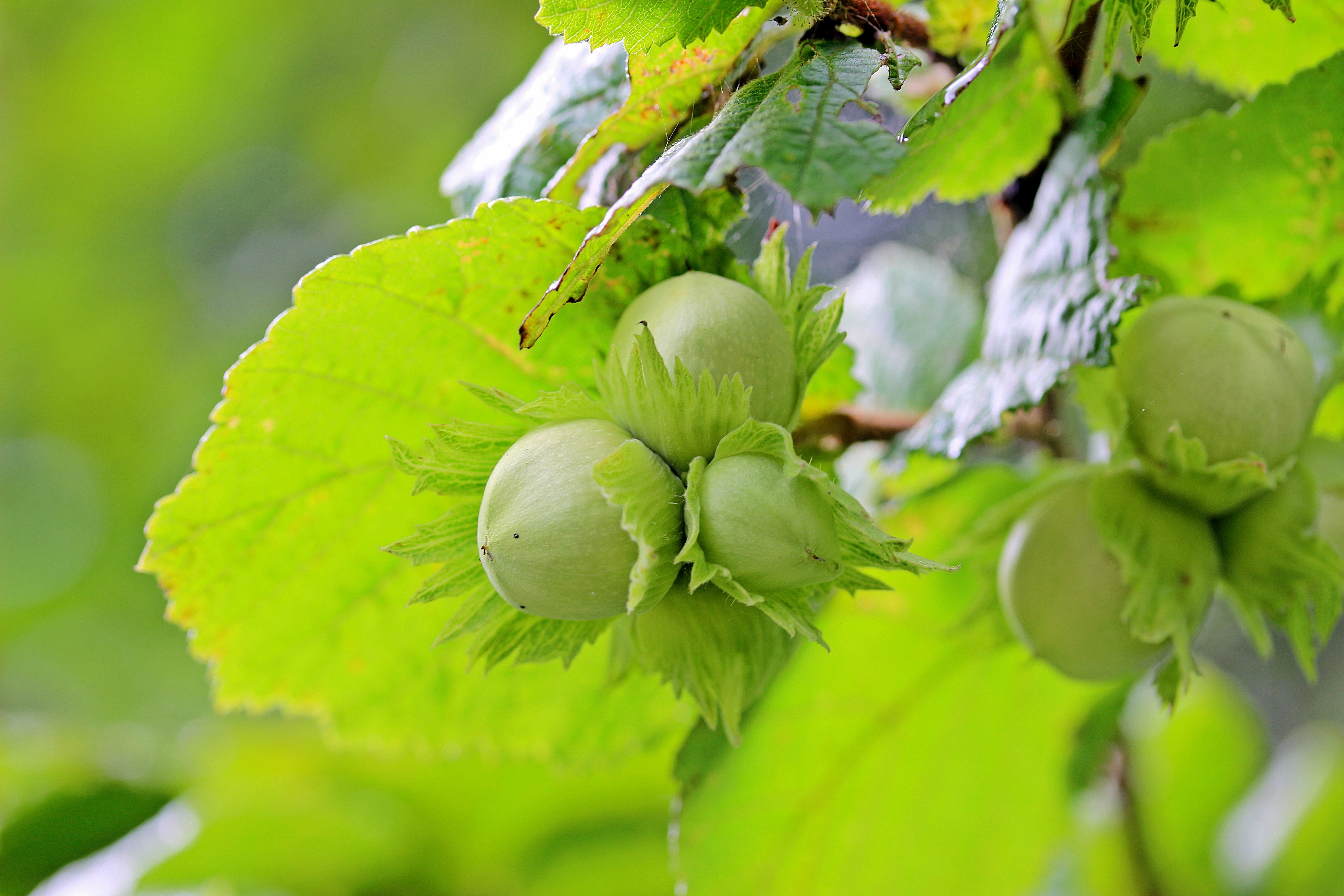 Detail Pohon Kacang Hazelnut Di Indonesia Nomer 25