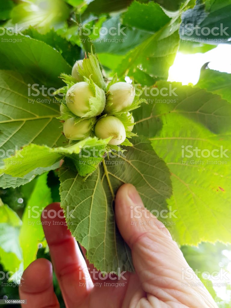 Detail Pohon Kacang Hazelnut Di Indonesia Nomer 26