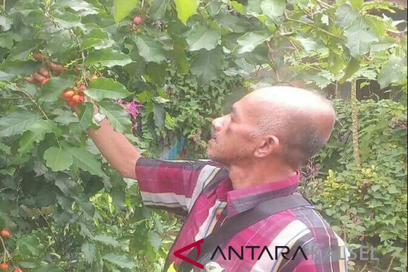 Detail Pohon Kacang Hazelnut Di Indonesia Nomer 30