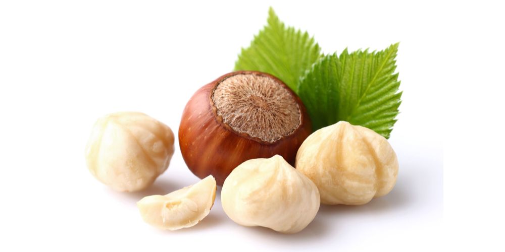 Detail Pohon Kacang Hazelnut Di Indonesia Nomer 31