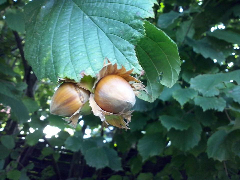 Detail Pohon Kacang Hazelnut Di Indonesia Nomer 5