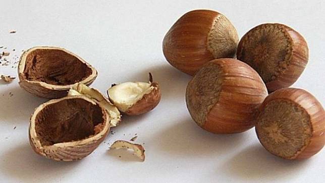Download Pohon Kacang Hazelnut Di Indonesia Nomer 33