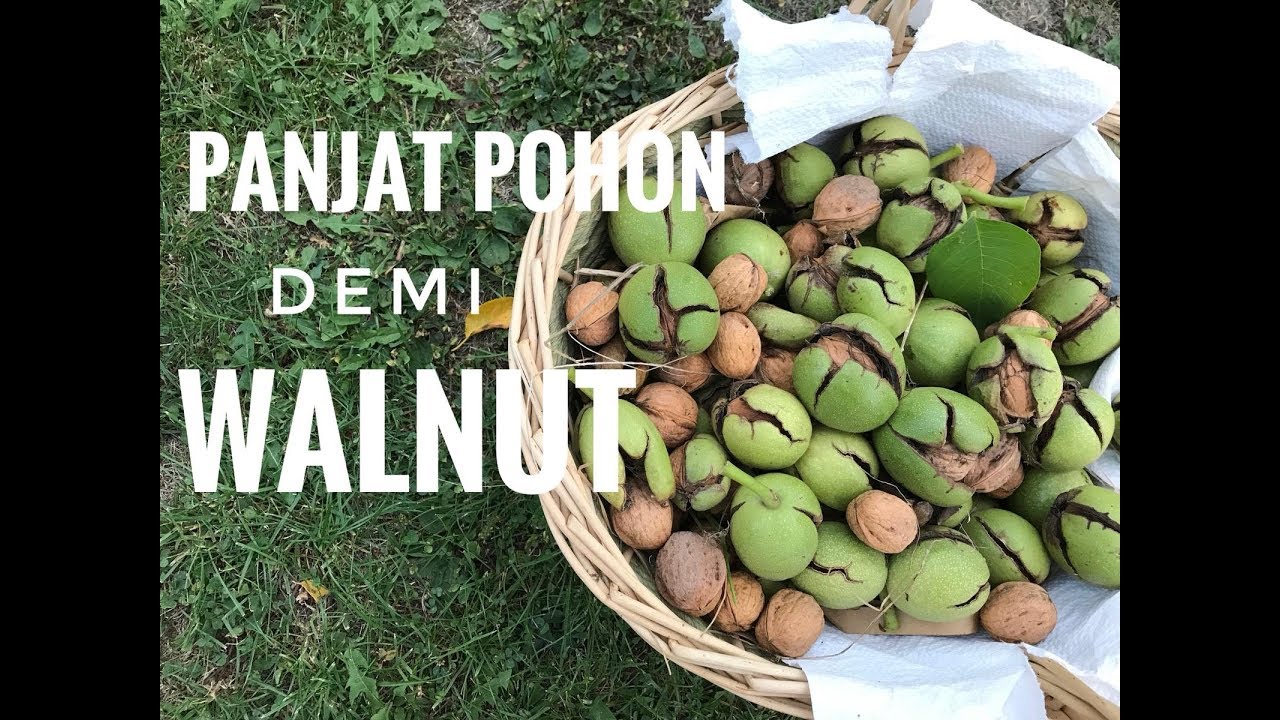 Detail Pohon Kacang Hazelnut Di Indonesia Nomer 6