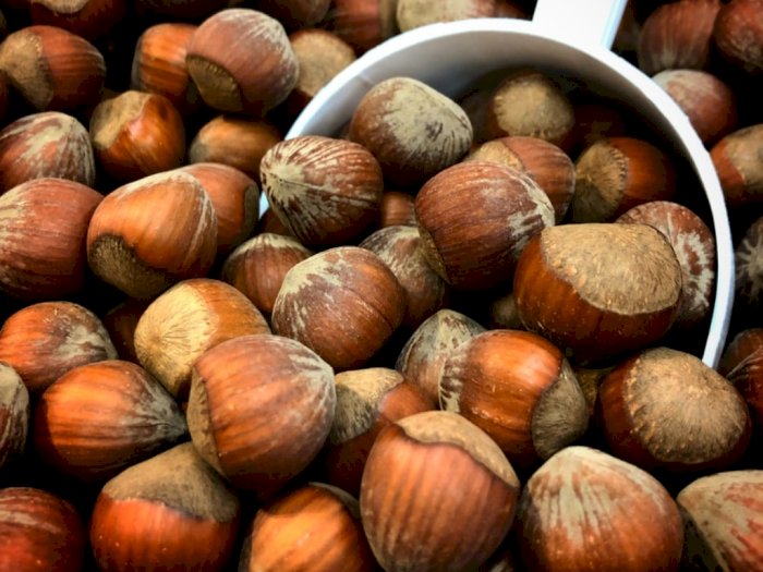 Download Pohon Kacang Hazelnut Di Indonesia Nomer 7