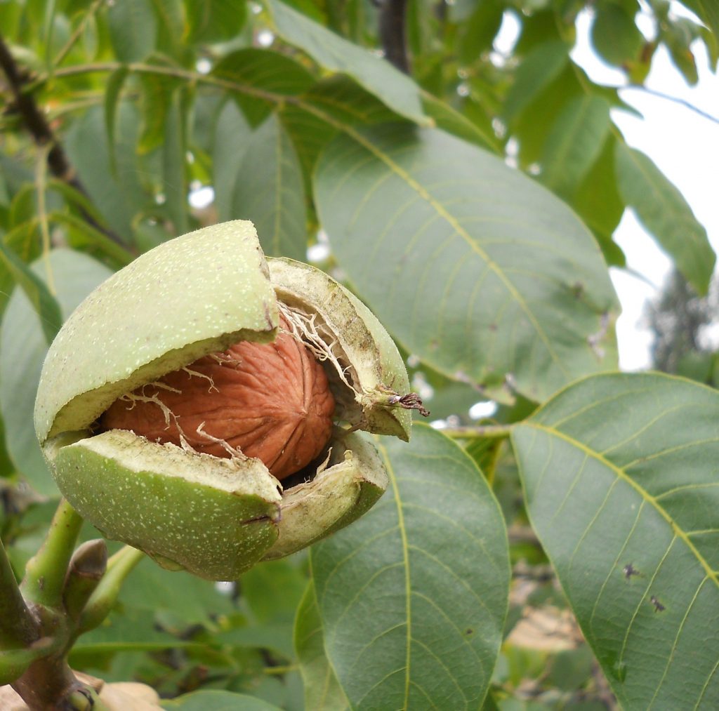 Detail Pohon Kacang Hazelnut Di Indonesia Nomer 8