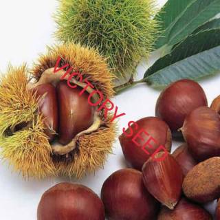 Detail Pohon Kacang Hazelnut Di Indonesia Nomer 9