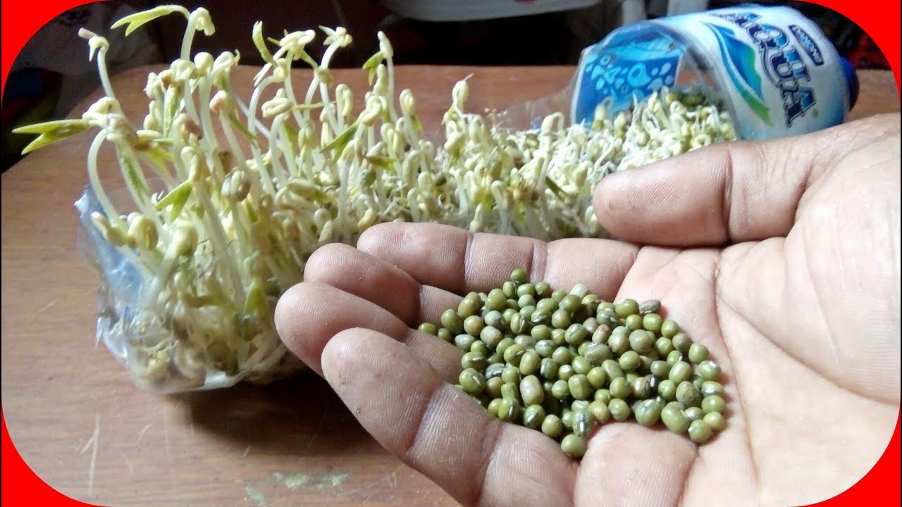 Detail Pohon Kacang Hijau Toge Nomer 11