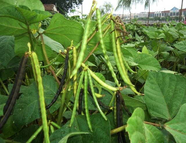 Detail Pohon Kacang Hijau Toge Nomer 19