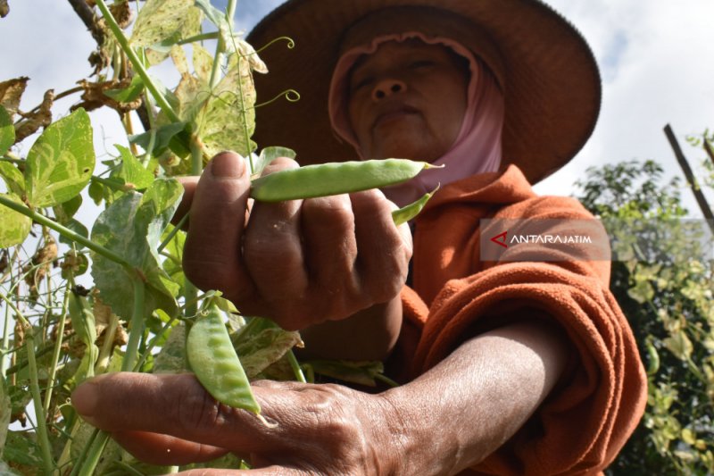 Detail Pohon Kacang Kapri Nomer 41