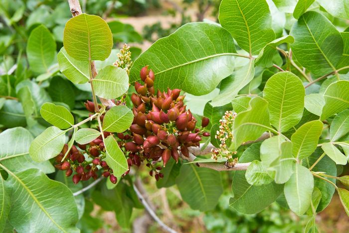 Detail Pohon Kacang Pistachio Di Indonesia Nomer 27