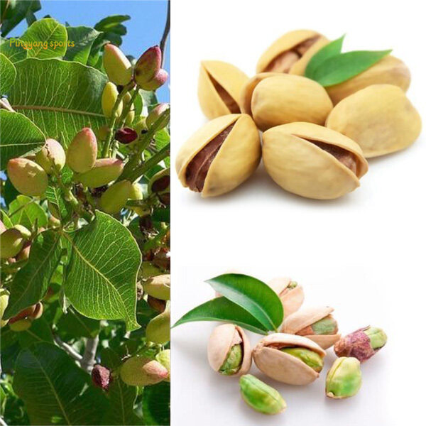 Detail Pohon Kacang Pistachio Di Indonesia Nomer 33