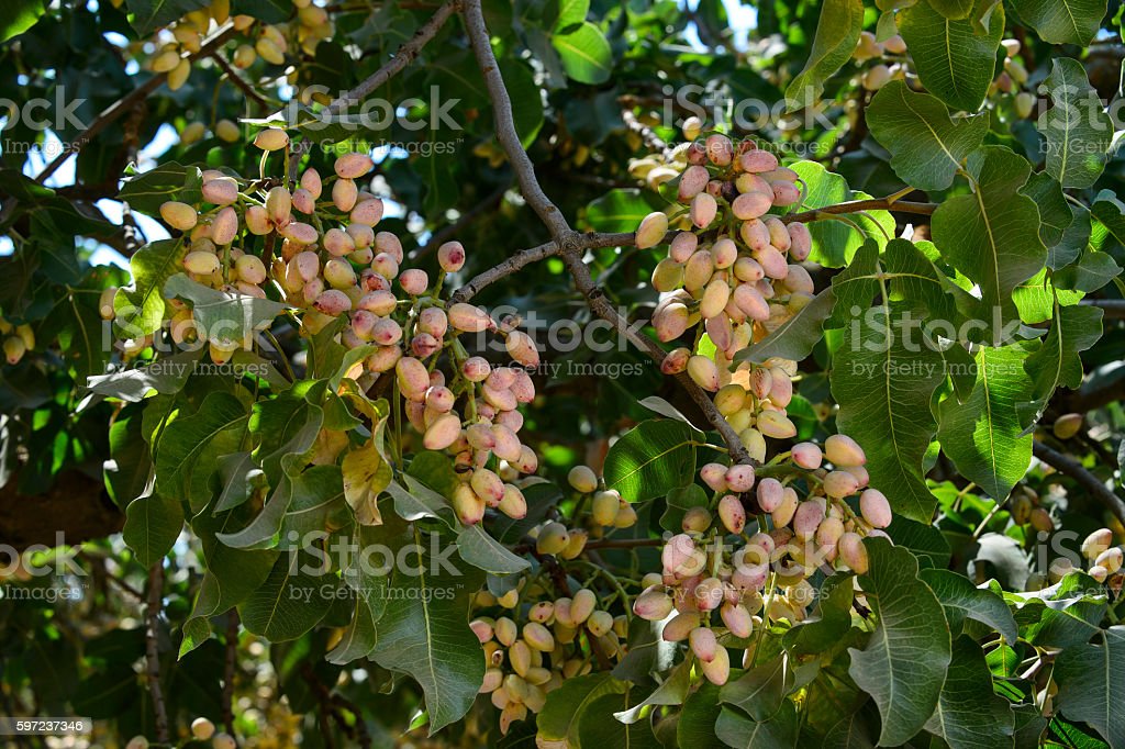 Detail Pohon Kacang Pistachio Di Indonesia Nomer 47